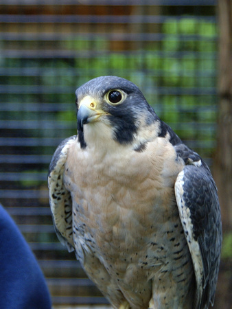 Finnegan - Peregrine Falcon at Wildlife Care Center