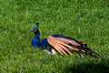 Peacock resting