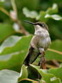 Female Ruby Throated Hummingbird eyes right - Links Pond dam