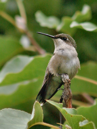 Female Ruby Throated Hummingbird eyes right - Links Pond dam