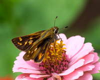 Sachem butterfly