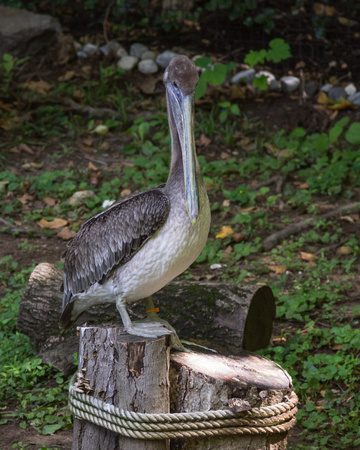 Juvenile Brown Pelican