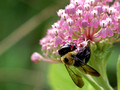 Carpenter Bee - Xylocopa virginica - on Swamp Milkweed