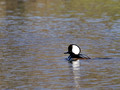 Male Hooded Merganser 2 - Links Pond
