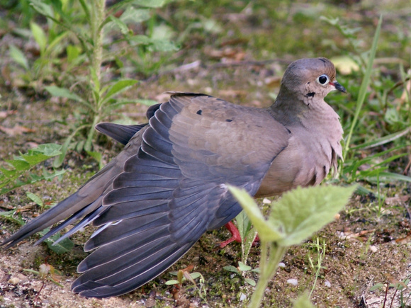Mourning Dove - wing spread