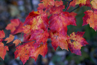 Full color Maple leaves