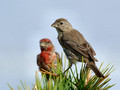 Female House Finch with suitor in background