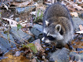 Raccoon - in the creek
