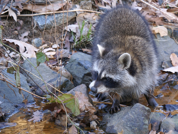 Raccoon - in the creek