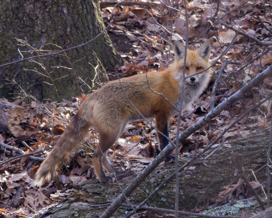 Red Fox in the woods