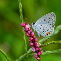 Eastern Tailed-blue butterfly