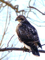 Young Red-tailed Hawk - Cape Henlopen State Park