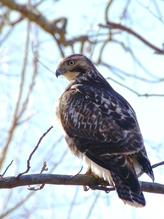 Young Red-tailed Hawk - Cape Henlopen State Park