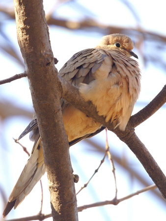 Mourning Dove - rusty breast