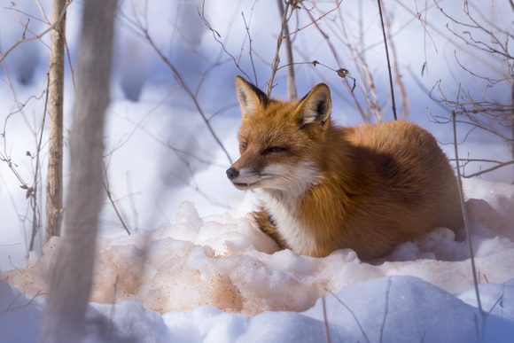 Red Fox catching some PM rays