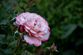AM rose - Alhambra - Granada