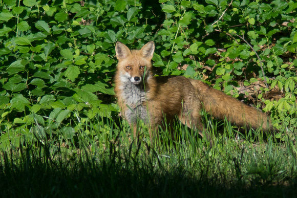 Red Fox in the backyard