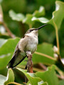 Female Ruby Throated Hummingbird - Links Pond dam
