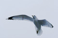 Ring-Billed Gull in flight