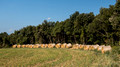 Rolled bales lining a field north of Besalu Spain