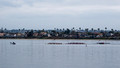 Sculling on Mission Bay