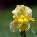 Yellow Iris with visitor