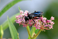 Great Black Wasp enjoys Swamp Milkweed