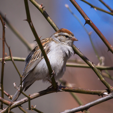Chipping Sparrow in briars