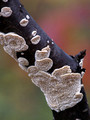 White Fungi on branch