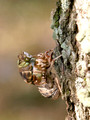 Hatching off-year Cicada