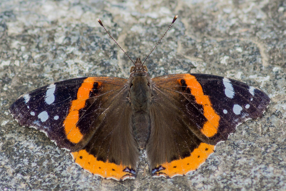 Red Admiral on a rock