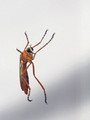 Robber Fly (Diogmites - Hanging thieves) on double-pane glass - 2