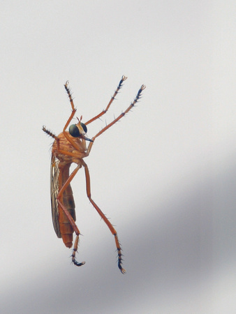 Robber Fly (Diogmites - Hanging thieves) on double-pane glass - 2