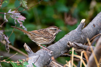 Song Sparrow