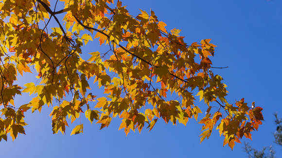 Yellow leaves - blue sky