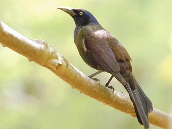 Common Grackle on branch