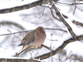 Mourning Dove waiting out the blizzard