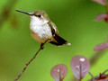 Young female Ruby-Throated Hummingbird - Green Mountain NC