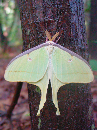 Luna Moth