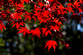 Japanese maple leaves- Rose Lane