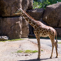 Giraffe full size