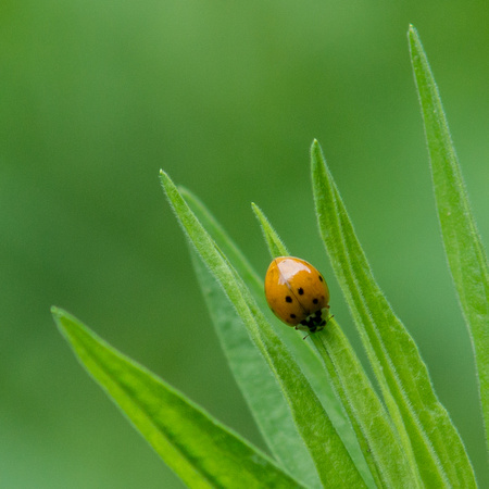 Ladybug heading down leaf