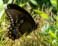 Spicebush Swallowtail butterfly