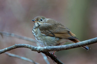 Hermit Thrush