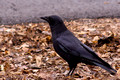 American Crow on ground