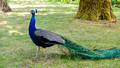 Peacock -  Mildred Kanipe Park