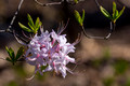 Wild Azalea blooms