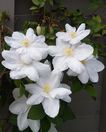 Marcia's Clematis blooms