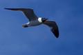 Laughing Gull over the deck