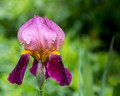 Iris after rain
